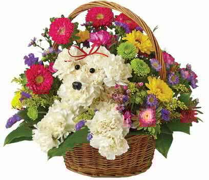Best Wishes Dog-Able Best Wishes Dog-Able