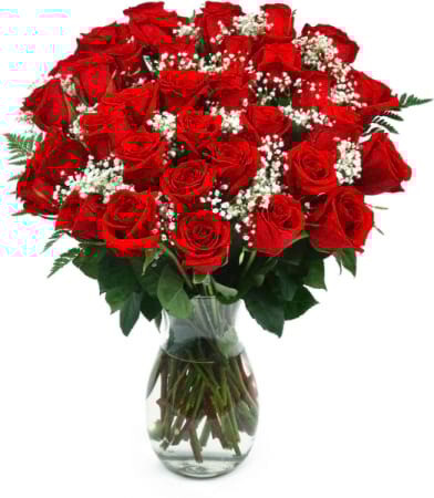 3 Dozen Red Roses 3 Dozen Red Roses