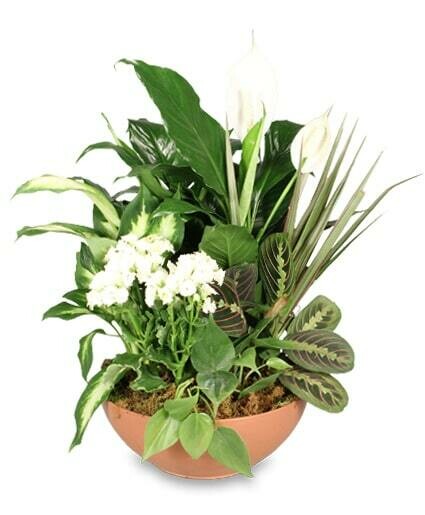 Green Blooming Dish Garden Green Blooming Dish Garden