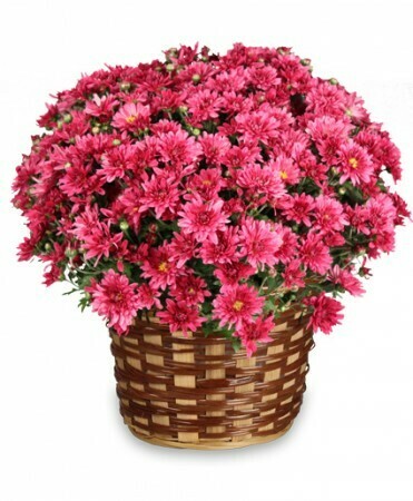 Daisy Mum Basket Daisy Mum Basket