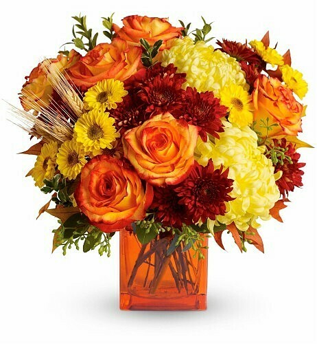 Autumn Radiance Autumn Radiance