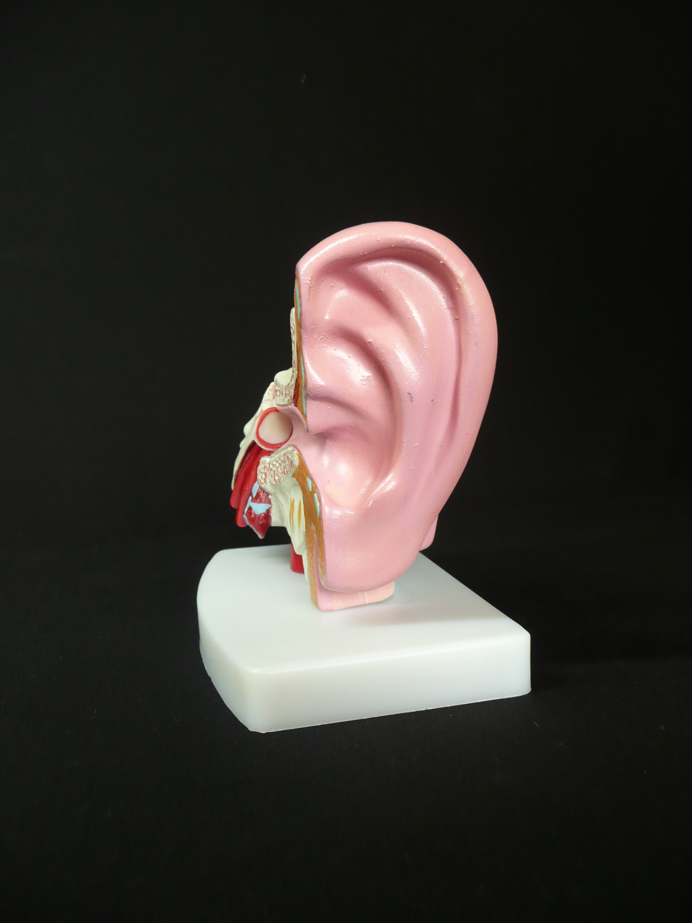 Anatomical Human X Life Size Ear Model Ear Models Products