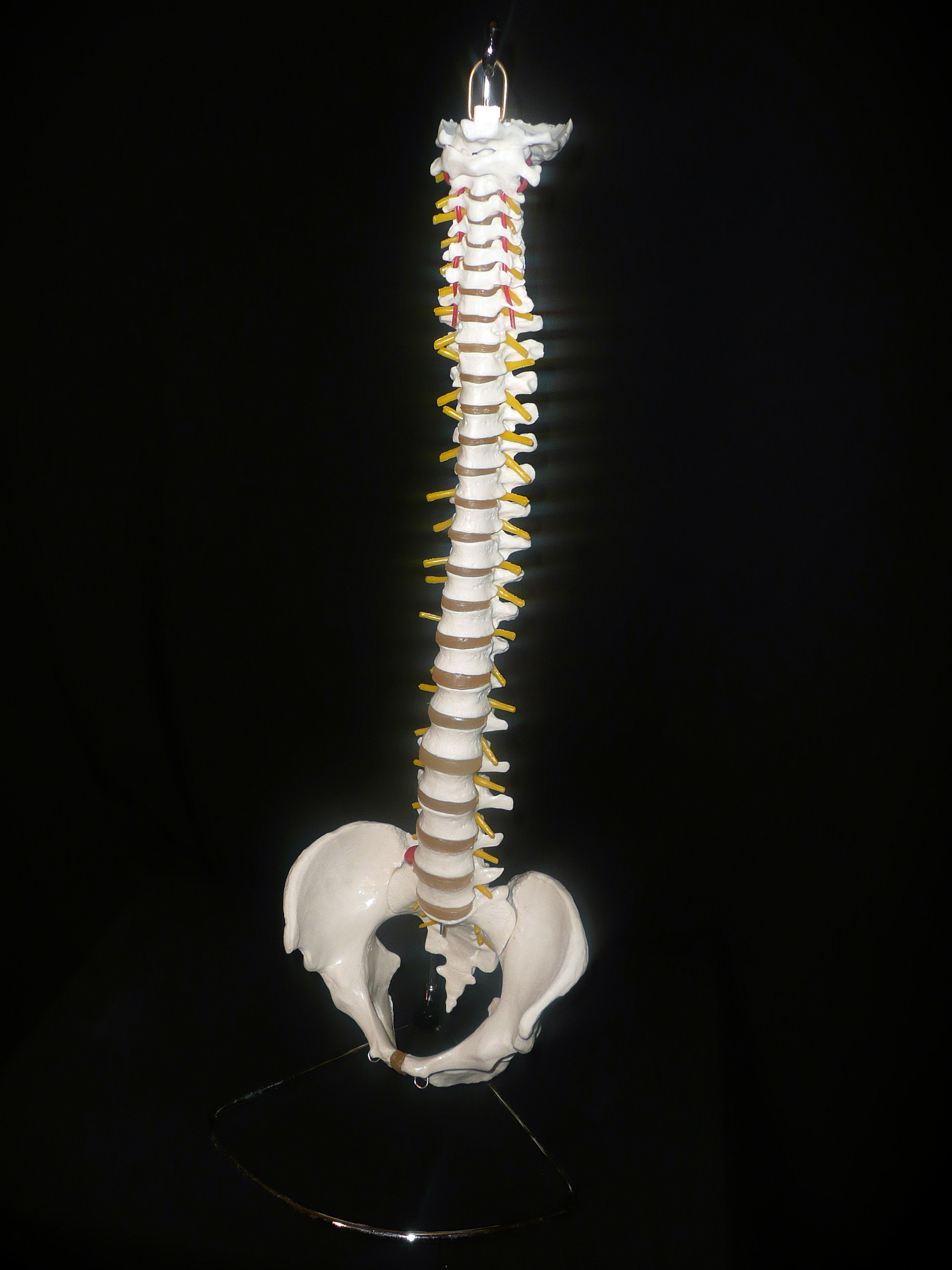 Life Size Anatomical Human Vertebral Column Spine With Pelvis Model