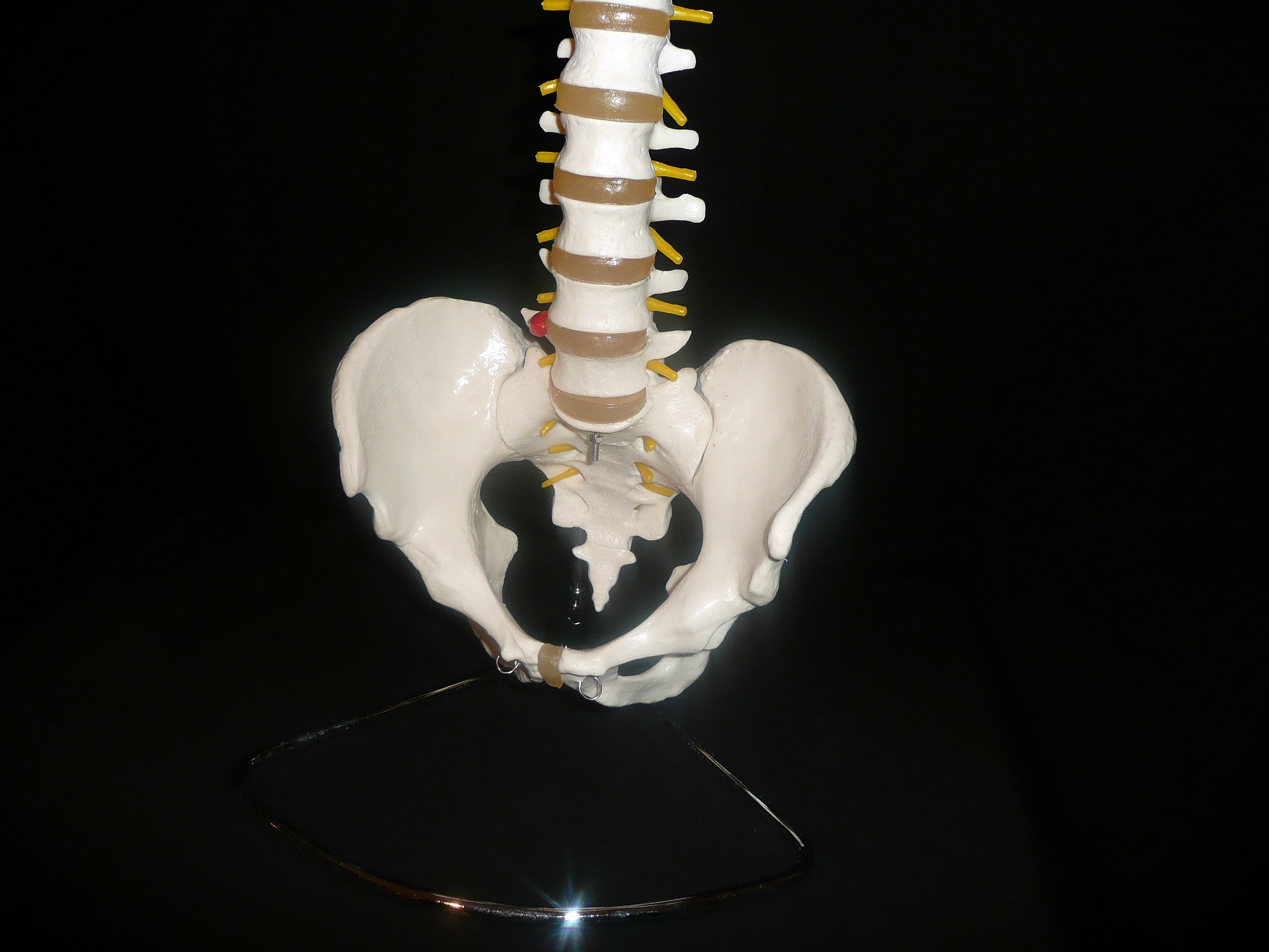 Life Size Anatomical Human Vertebral Column Spine With Pelvis Model