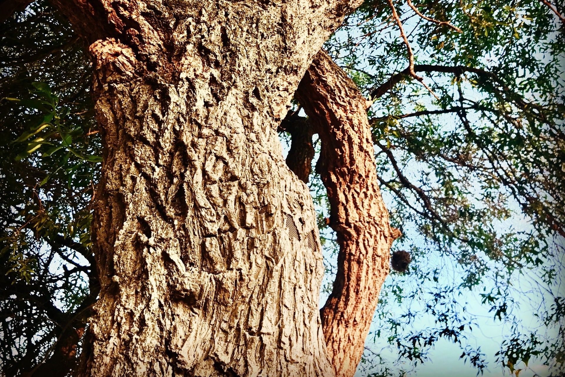 CamoHide Trail Camera Camouflage and Concealment