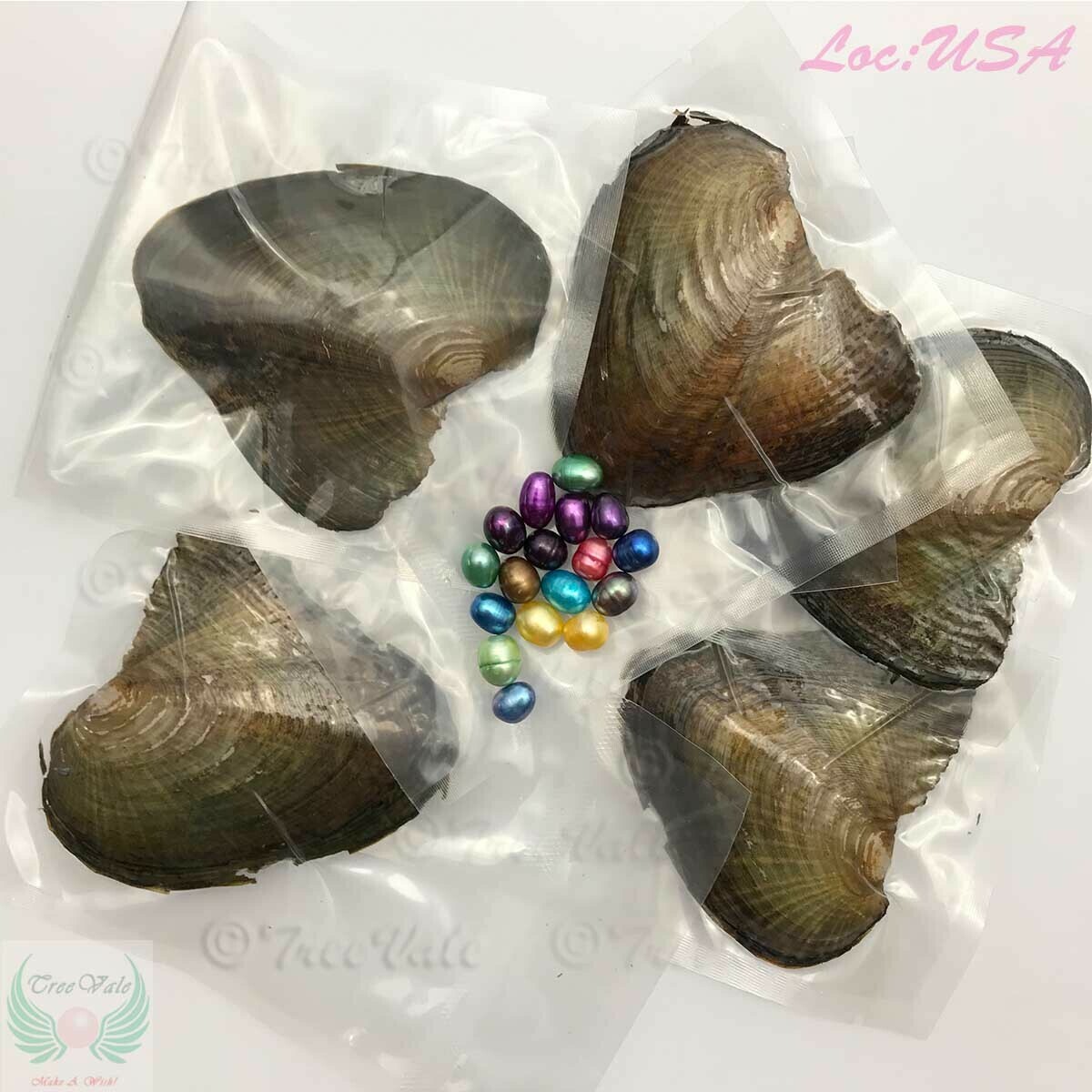 10 Freshwater Oysters Each With Round Pearl Individually Wrapped