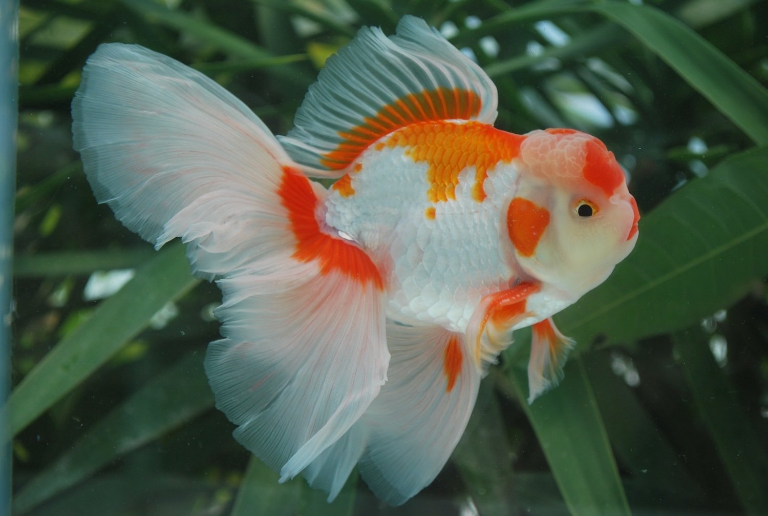 Hardiest fancy? : r/Goldfish