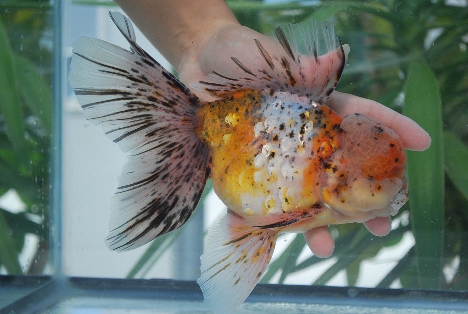 Hardiest Fancy? : R Goldfish