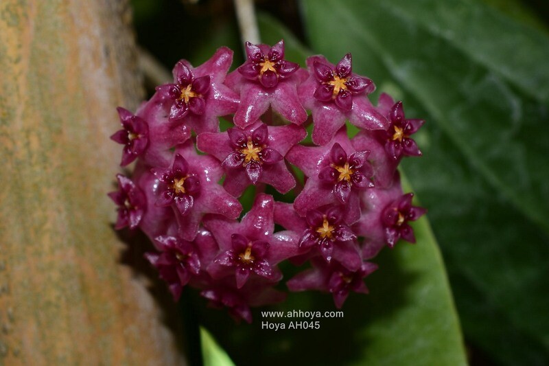 HOYA FOR SALE