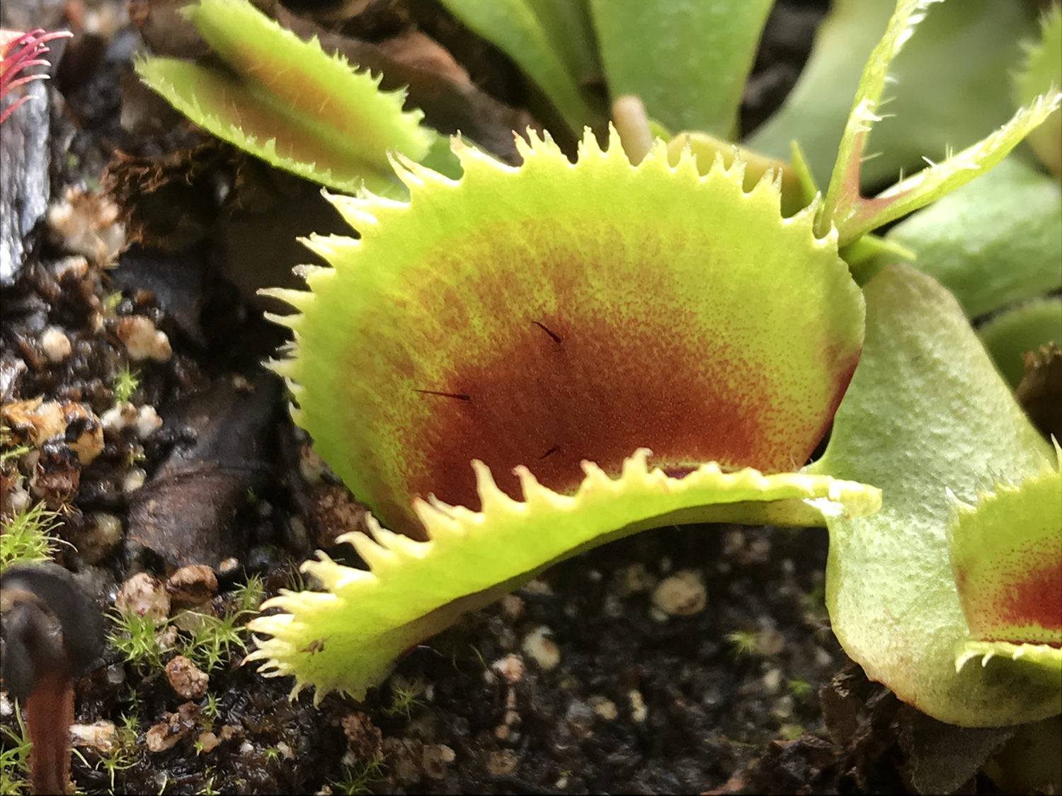 Venus Fly traps for sale Canada