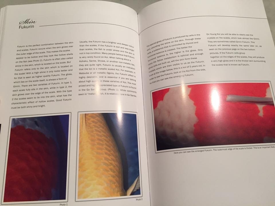 The secrets of koi untravelled