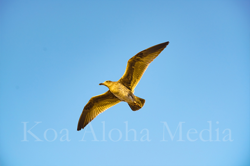 PRINT: Flight 13023