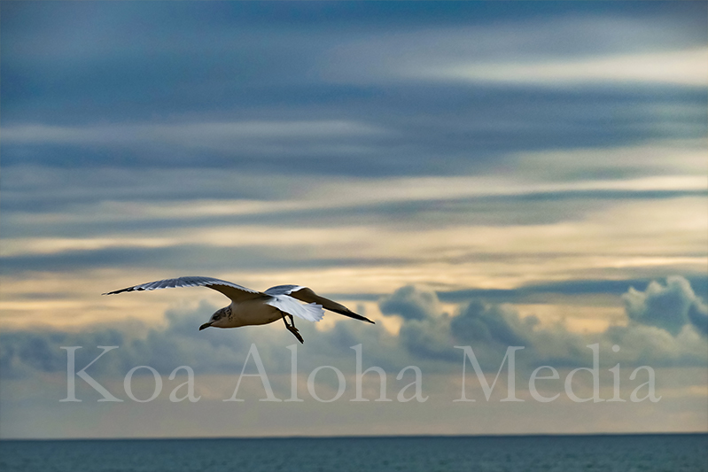 PRINT: In Flight 13025