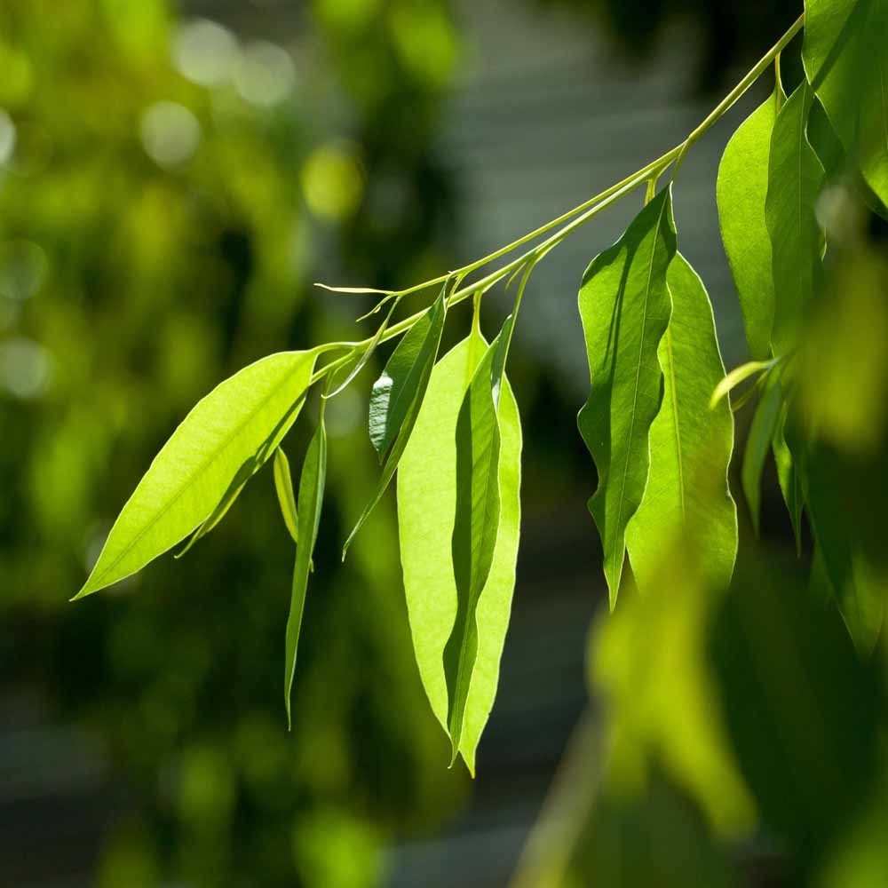 Pure Australian eucalyptus oil