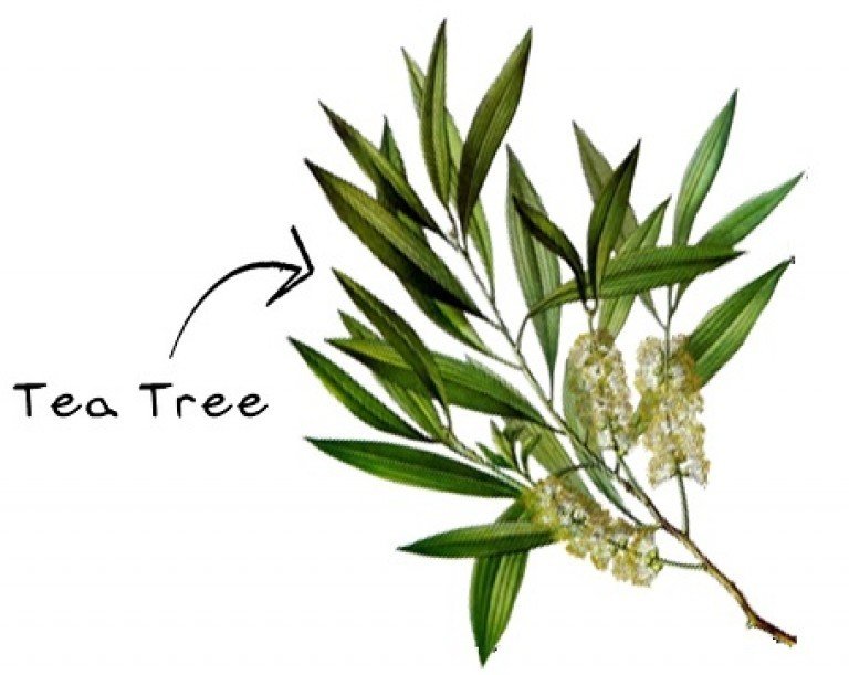 Natural Tea Tree oil and Lemongrass cleaning and fragrance