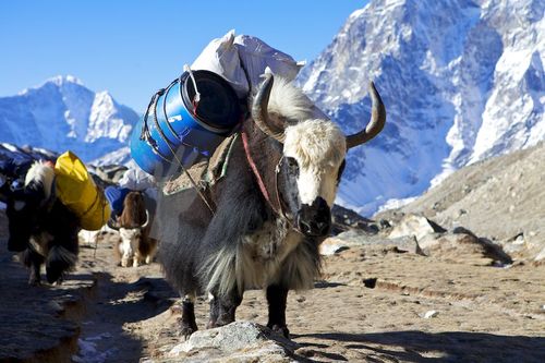 Yak 00033
