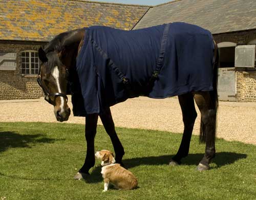 Navy Fleece rug