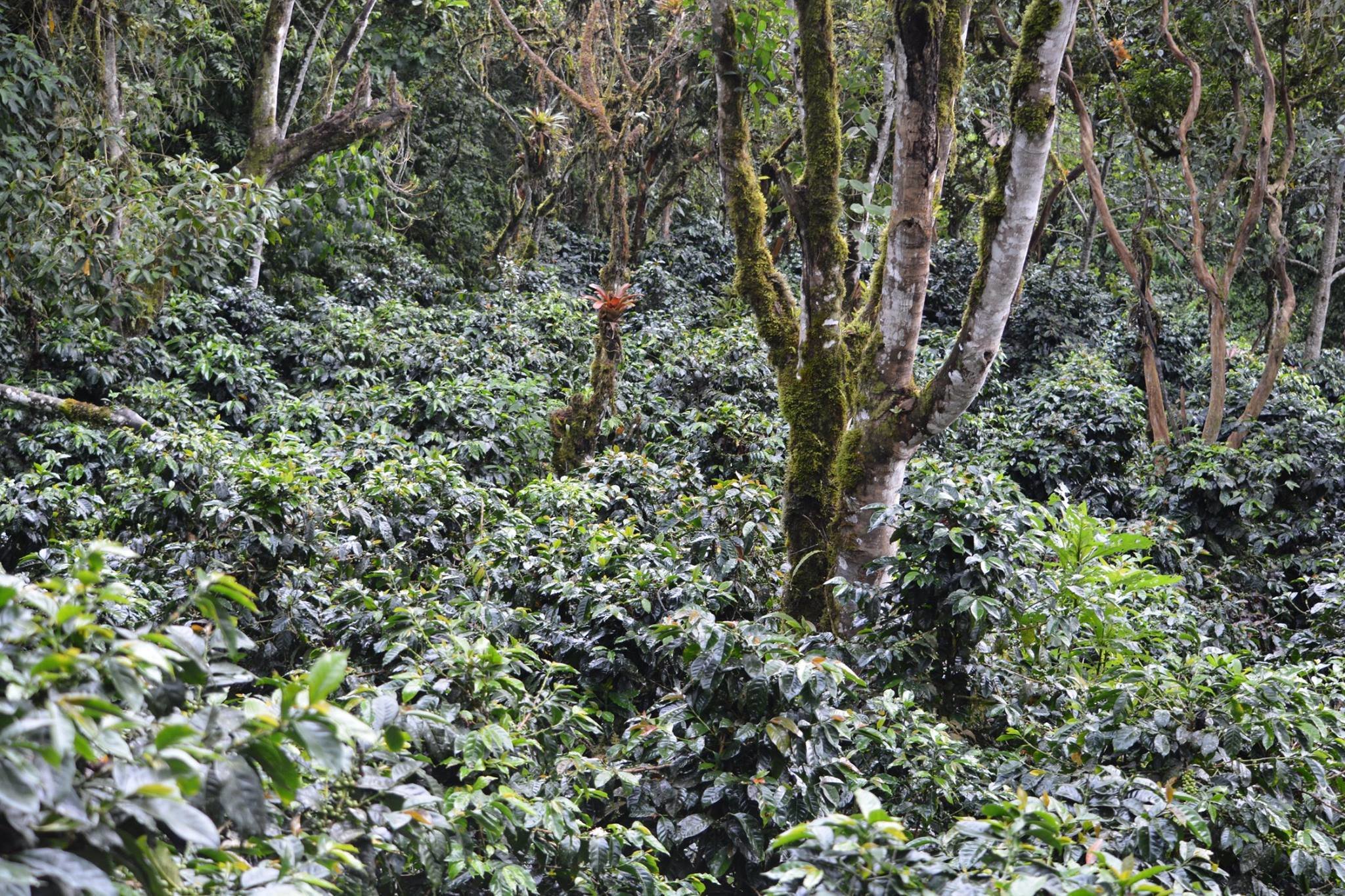 Coffee from Ecuadorian Cloud Forest - Combo Roast Whole Coffee Beans