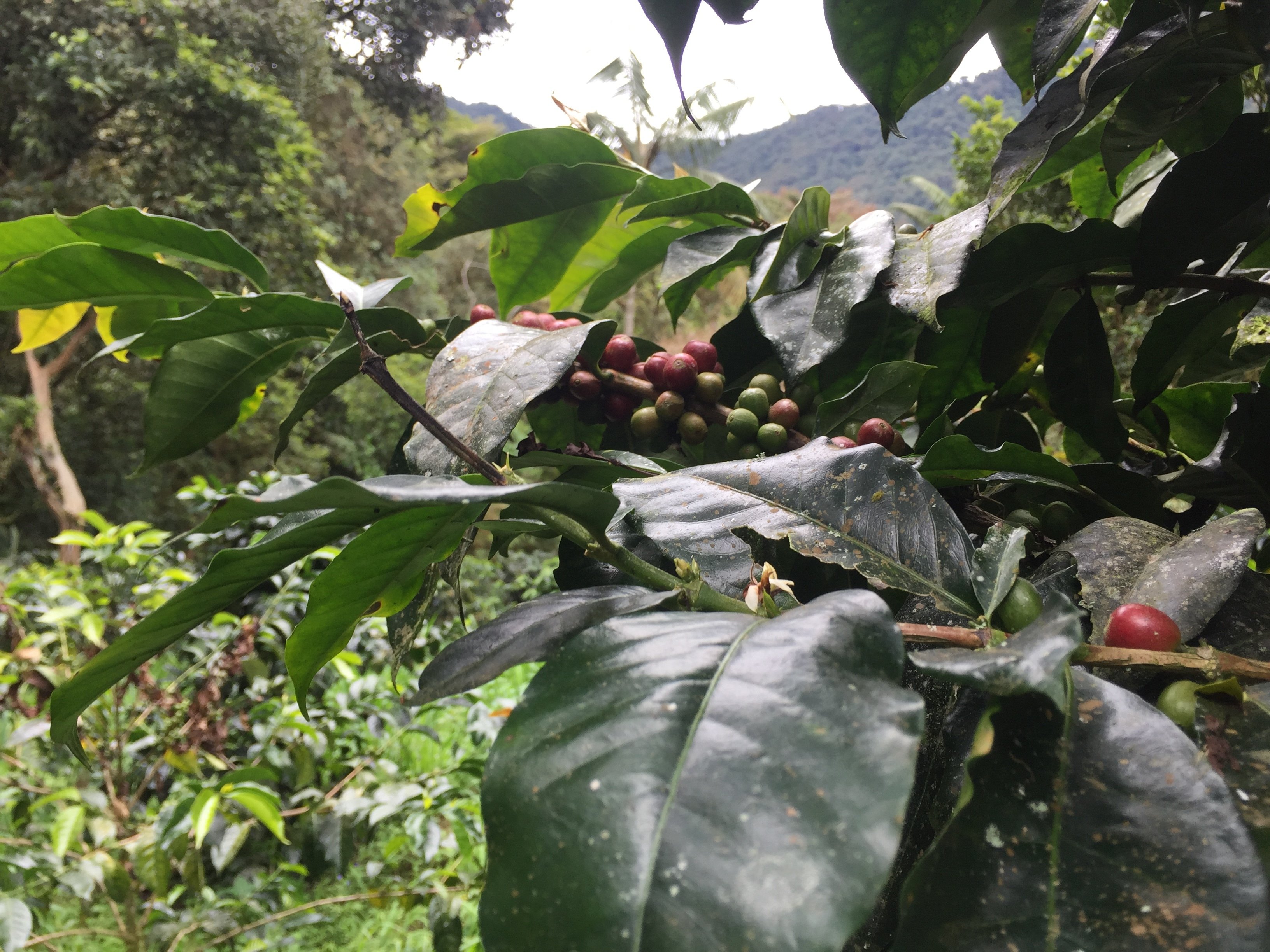 Coffee from Ecuadorian Cloud Forest - Combo Roast Whole Coffee Beans