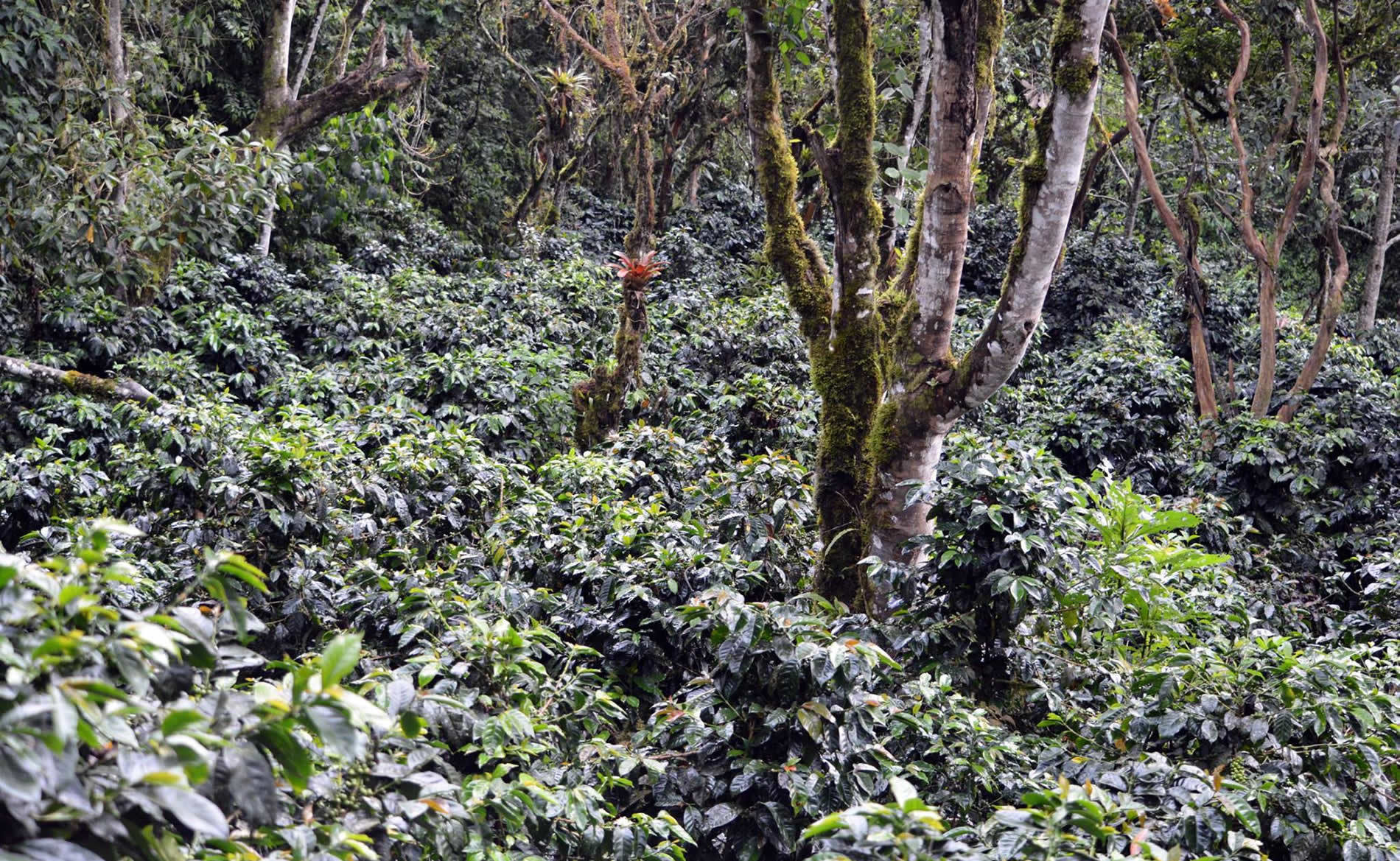 Coffee from Ecuadorian Cloud Forest - Combo Roast Whole Coffee Beans