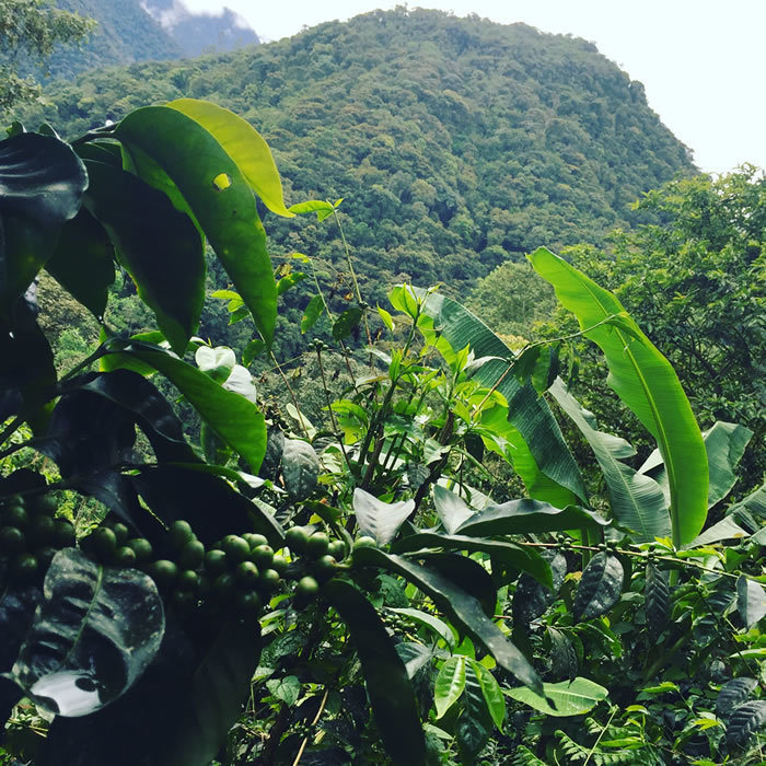 Coffee from Ecuadorian Cloud Forest - Dark Roast Whole Coffee Beans