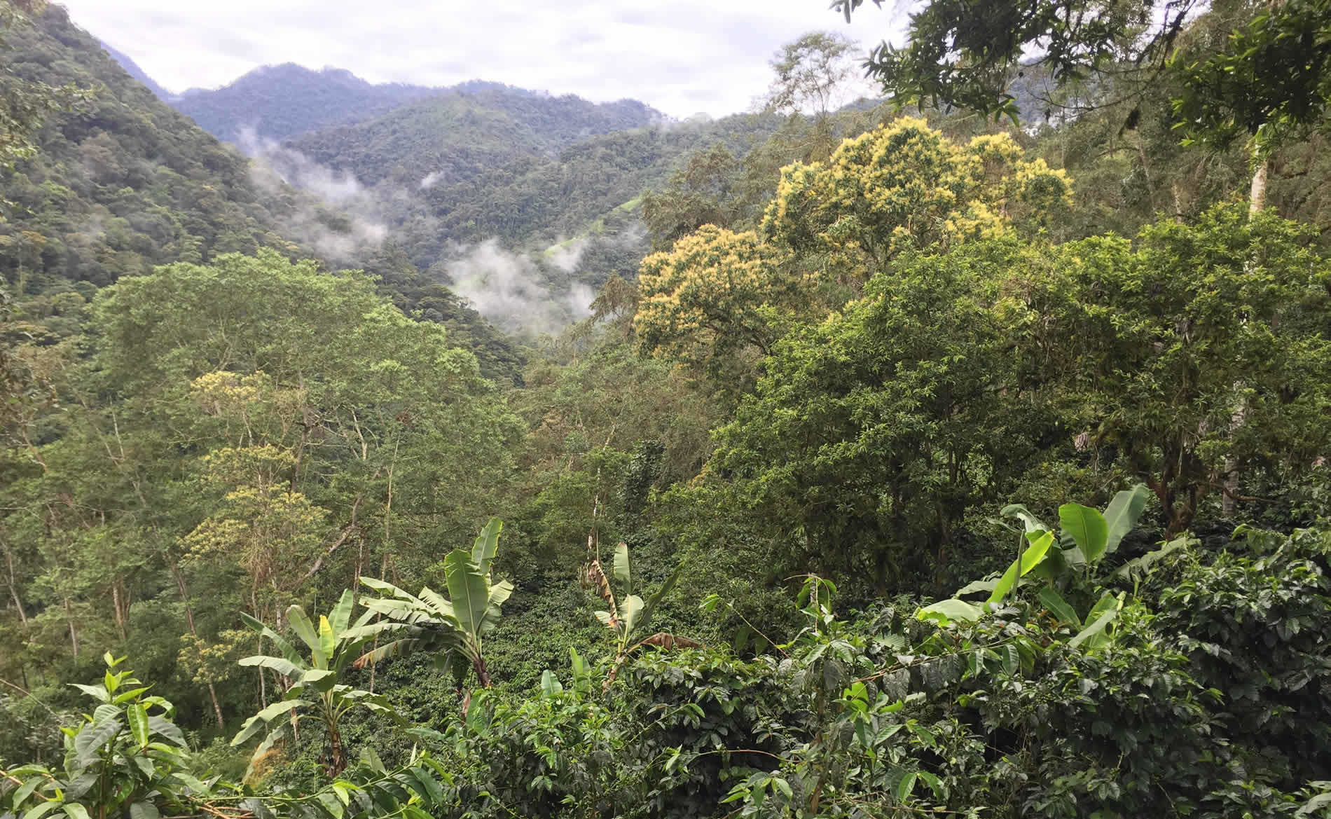 12-month subscription - Coffee from Ecuadorian Cloud Forest - Medium Roast Whole Coffee Beans