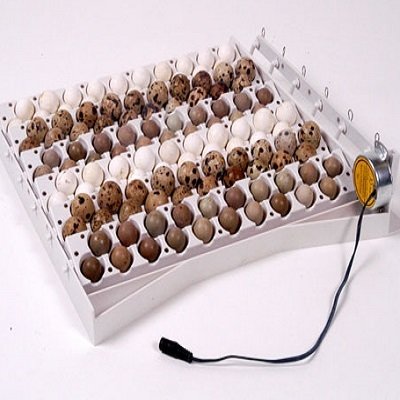 Keersysteem kip + kwarteleieren 00373