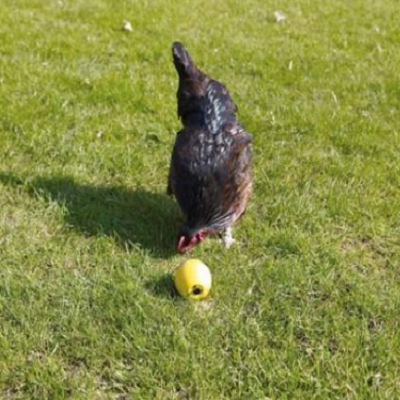 Chicken fun - kippenspeelgoed