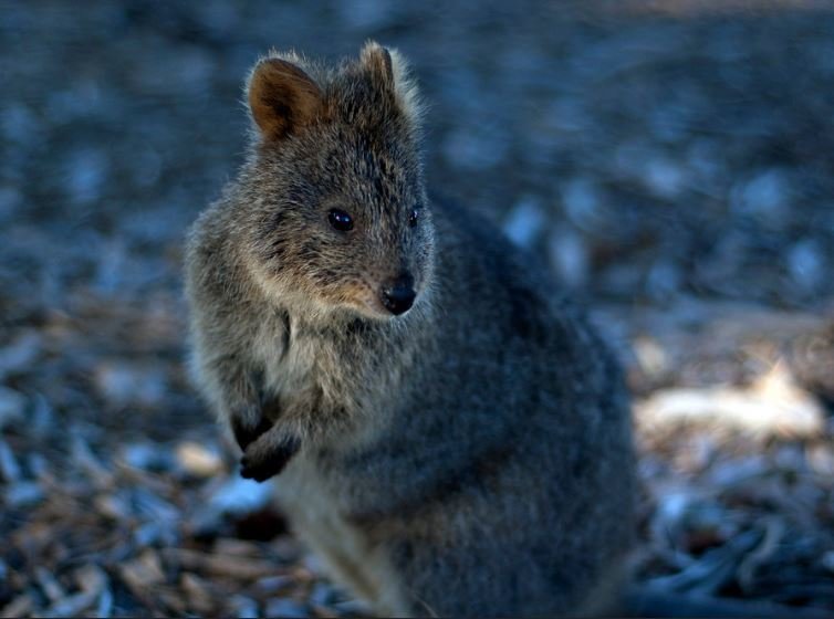 Rottnest Island 00004