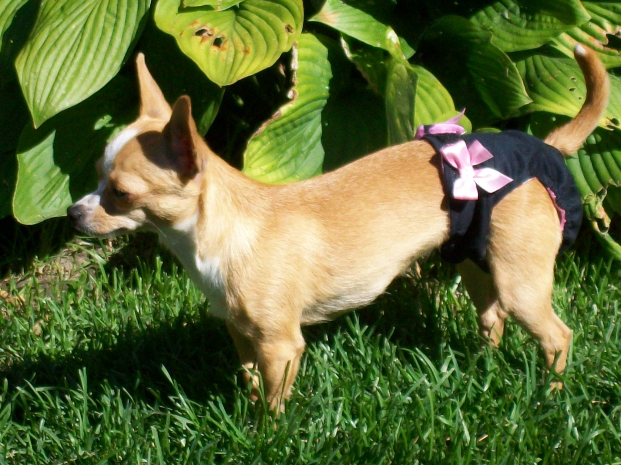 Couche culottes hygiéniques haut de gamme pour chiens femelles. 00002