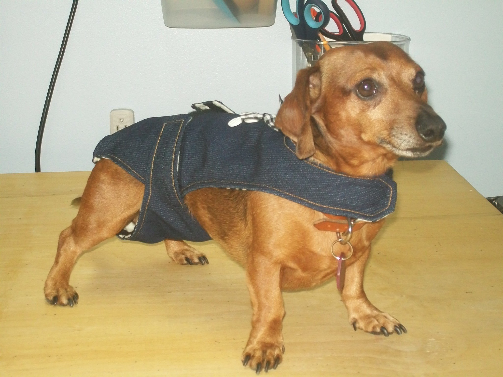 Salopettes hygiéniques pour chiens et chats