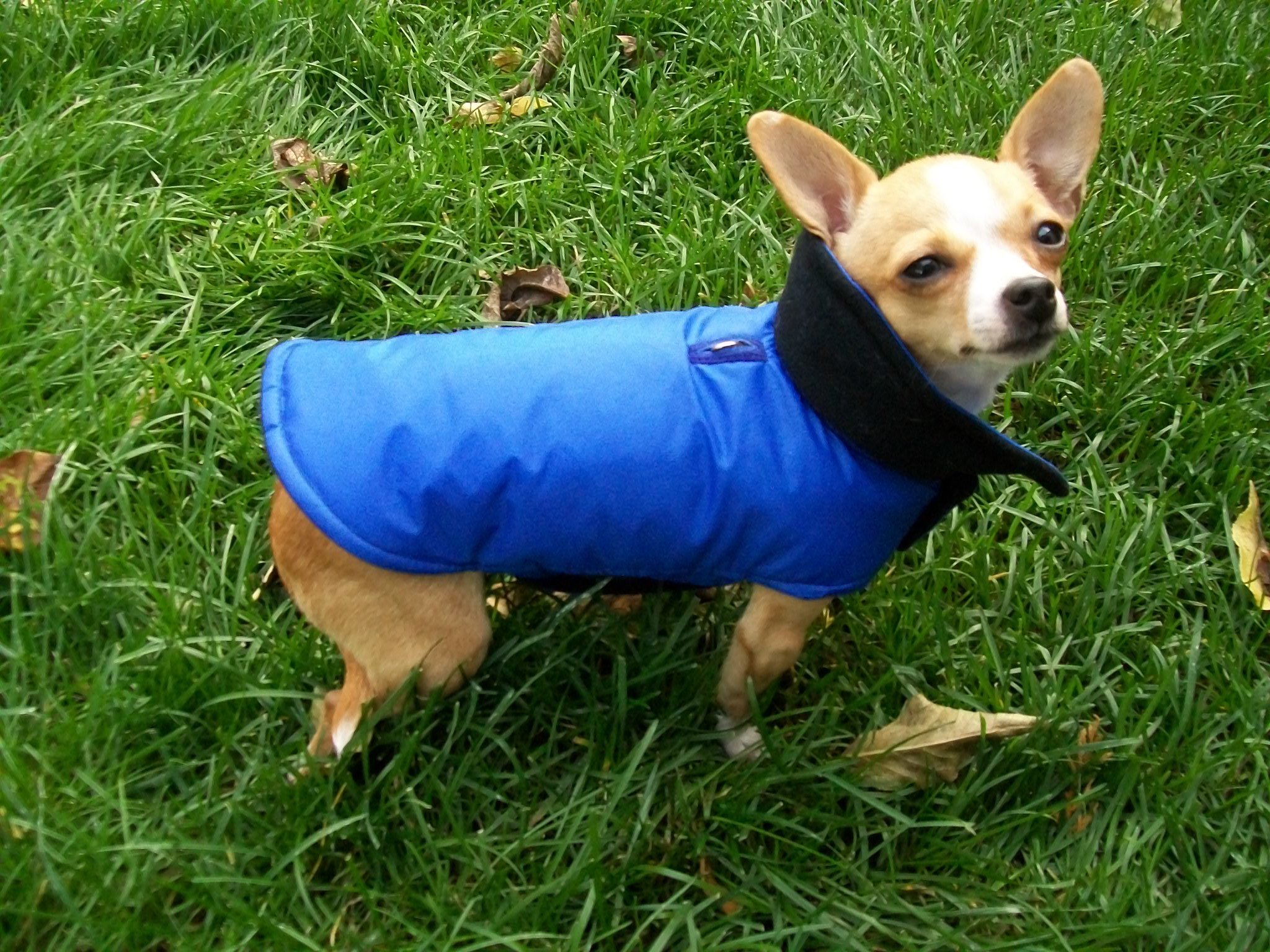 Manteaux imperméables pour chiens de petites races 00004