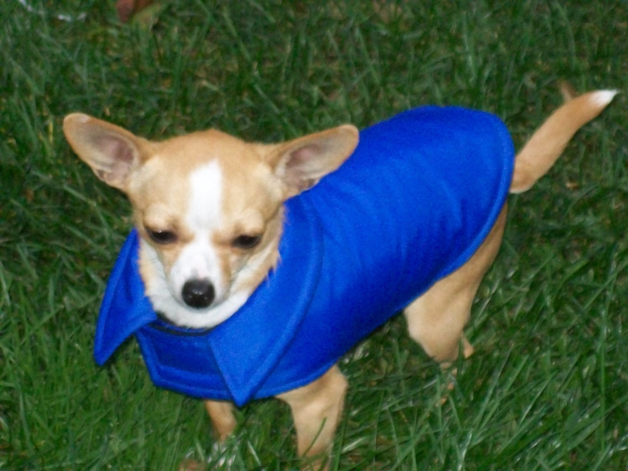 Manteaux imperméables pour chiens de petites races