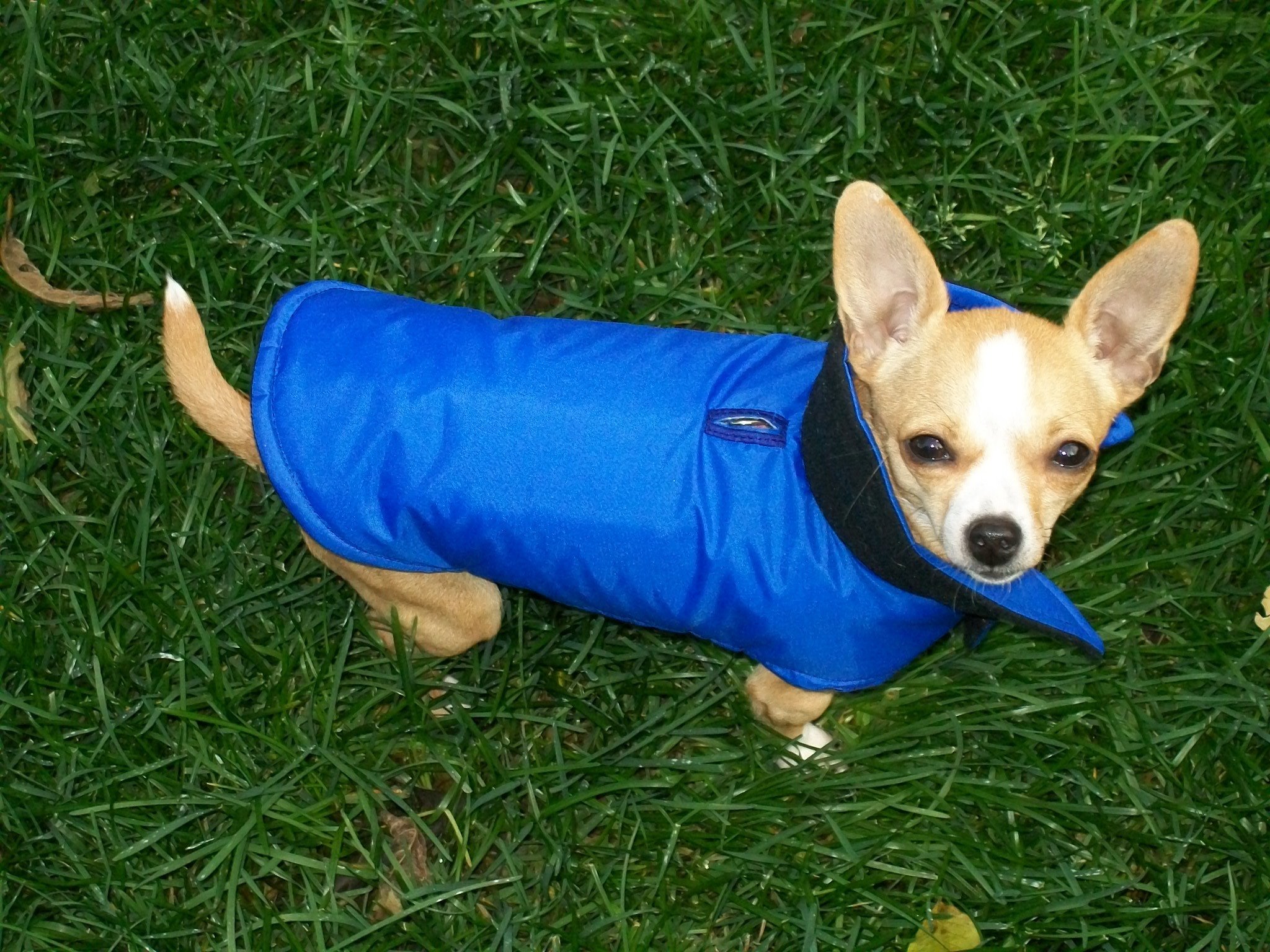 Manteaux imperméables pour chiens de petites races