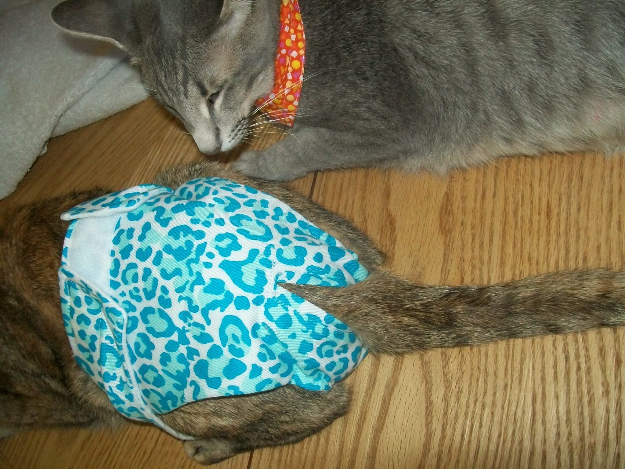 Culottes hygiéniques pour chats