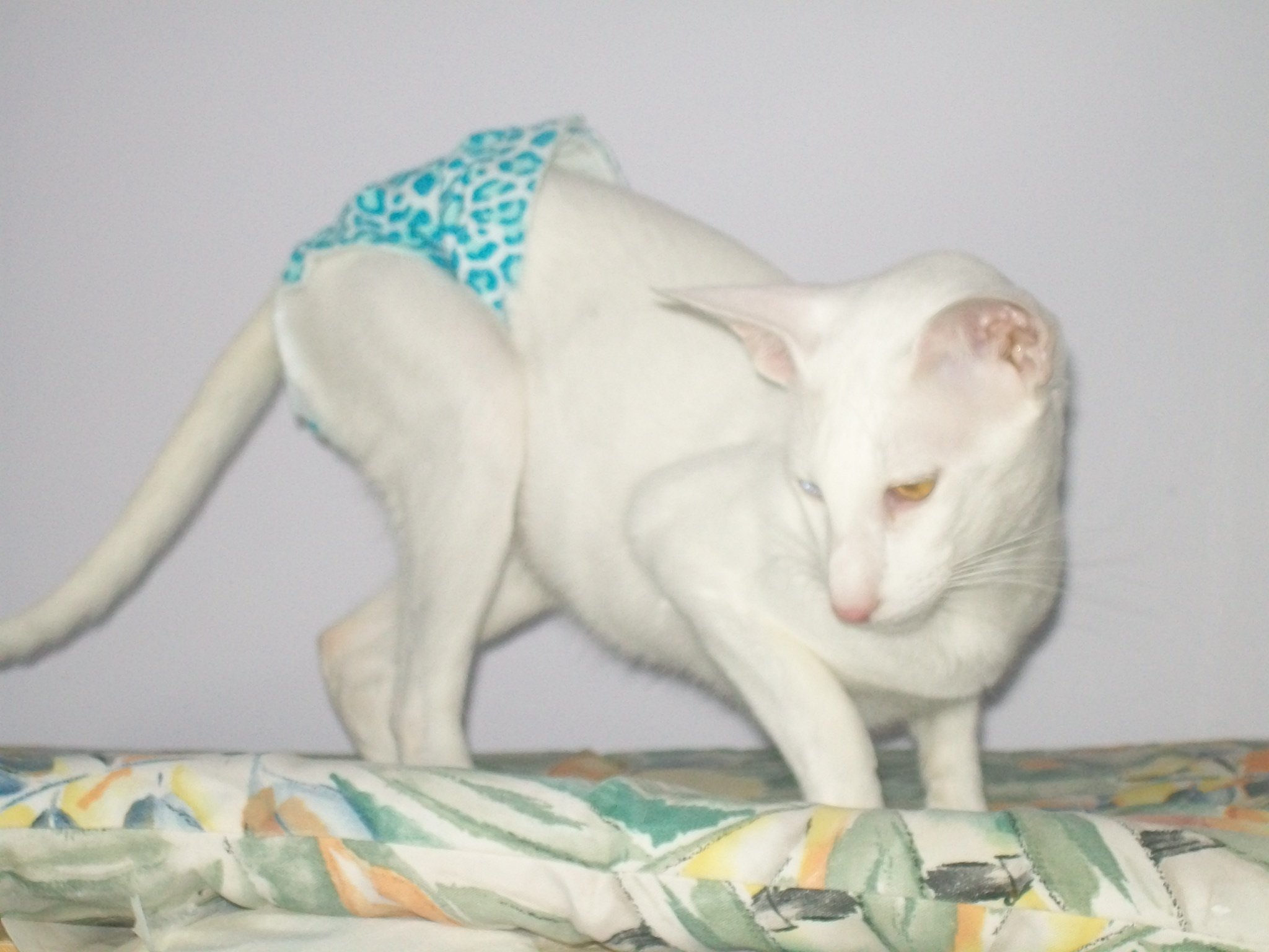 Culottes hygiéniques pour chats 00007