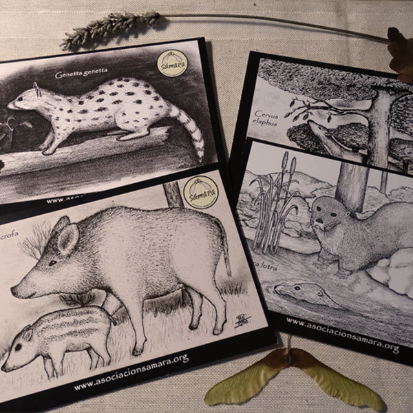 Pack de 4 Postales de fauna 03