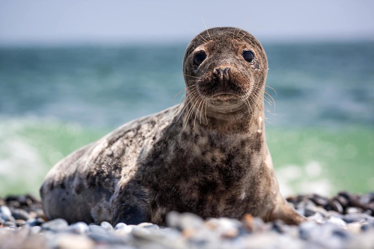 Adopt A Seal