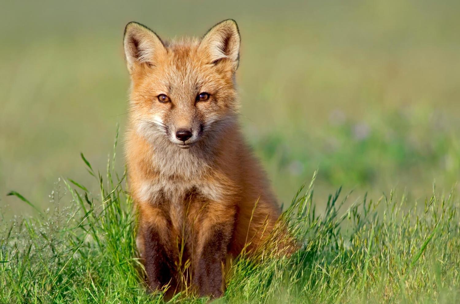 Adopt A Red Fox