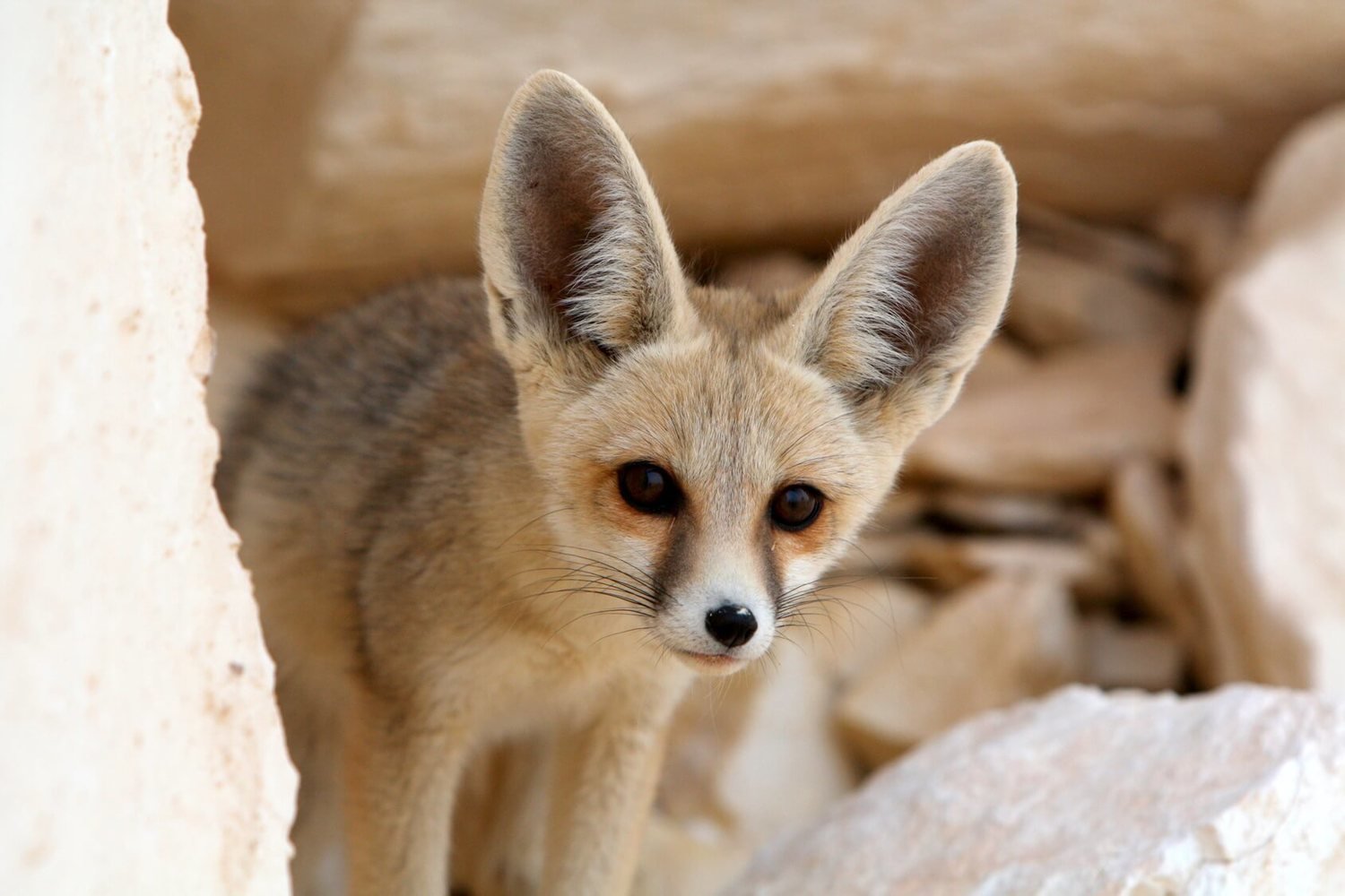 fennec fox ty