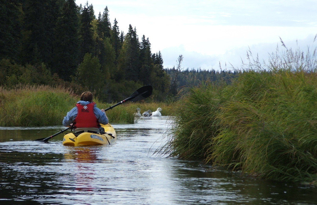 Following the swans