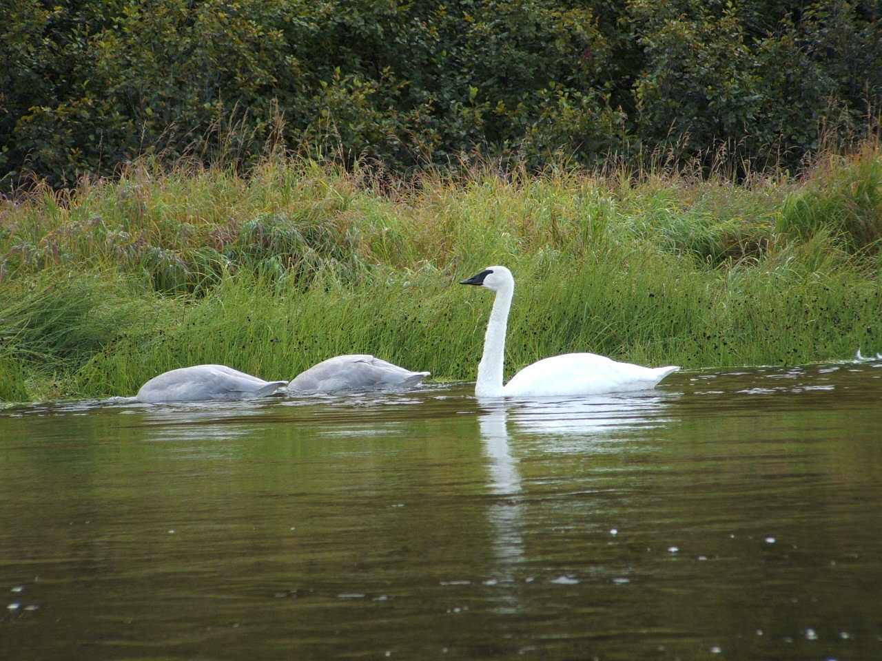 Trumpeter swan and cygnets (baby swans)