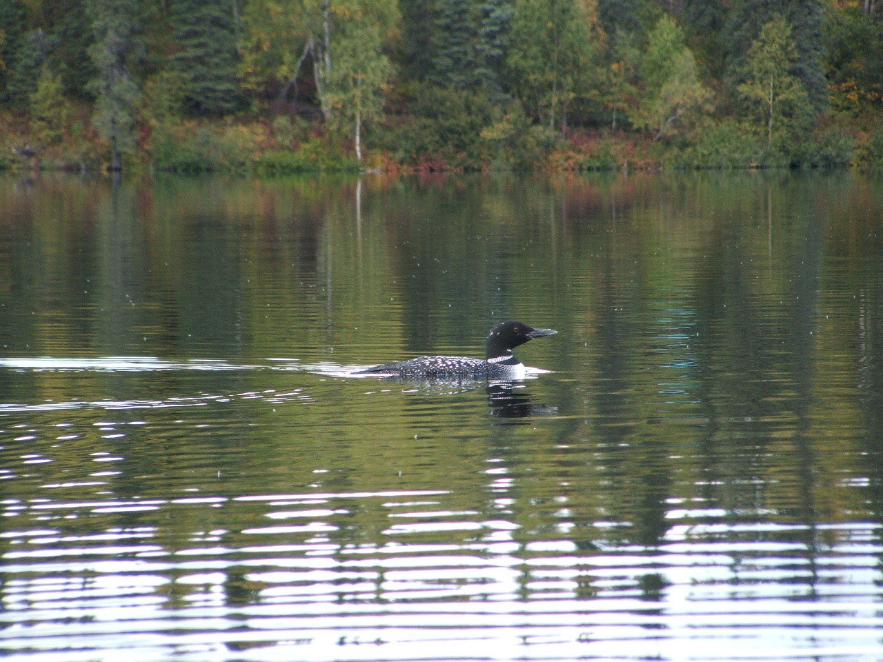 Loon on Byers Lake
