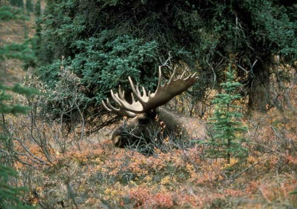 Lakeside Moose