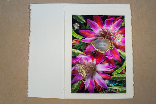 Bloom in Pink TI-GC-138