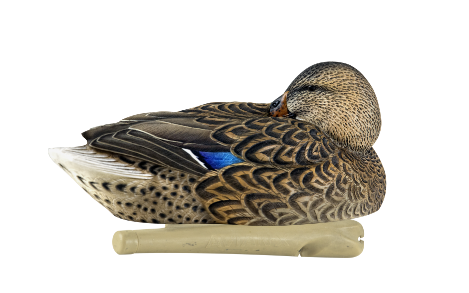 Kit Stampi Germano - AVIANX