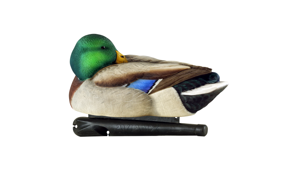 Kit Stampi Germano - AVIANX