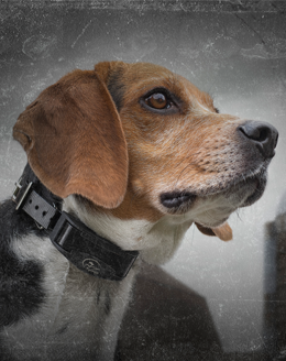 COLLARE ANTIABBAIO SportDOG NoBark - CANICOM