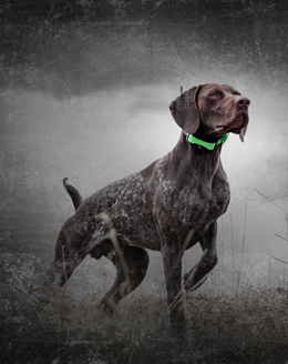 SportDog Tek 1.5 palmare + collare gps - CANICOM