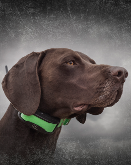 SportDog Tek 1.5 palmare + collare gps - CANICOM